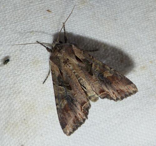 Réf. 188 193 : Lacanobia suasa